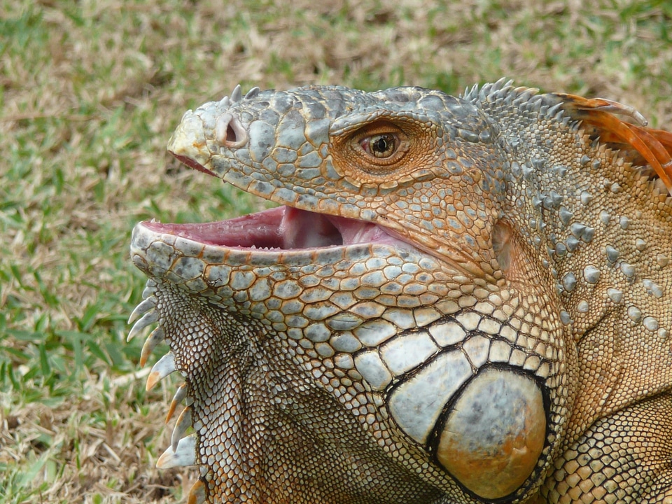 Iguana reptile animals