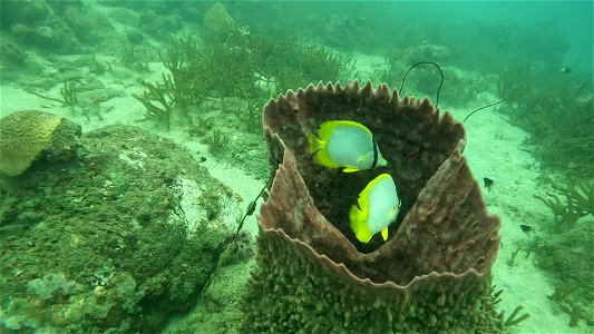 Video Butterfly Fish Taganga Colombia photo