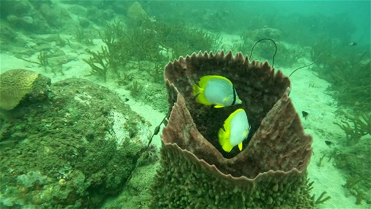 Video Butterfly Fish Taganga Colombia