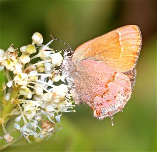 HAIRSTREAK, NELSON'S JUNIPER (Callophrys gryneus nelsoni) (6-16-2021) approx 4200 ft, along ship mt rd, smith river n rec area, del norte co, ca -01