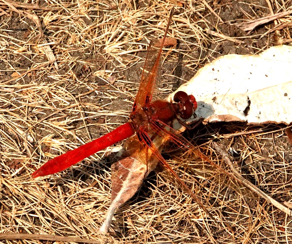 MEADOWHAWK, CARDINAL (Sympetrum illotum) (8-29-2021) male, dead lake, towala dunes s p, delnorte co, ca  (2)