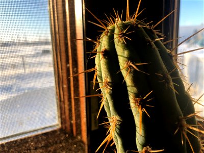 Cactus Seeks Snow? photo