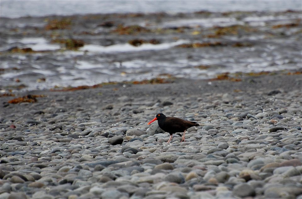 Black Oystercatcher