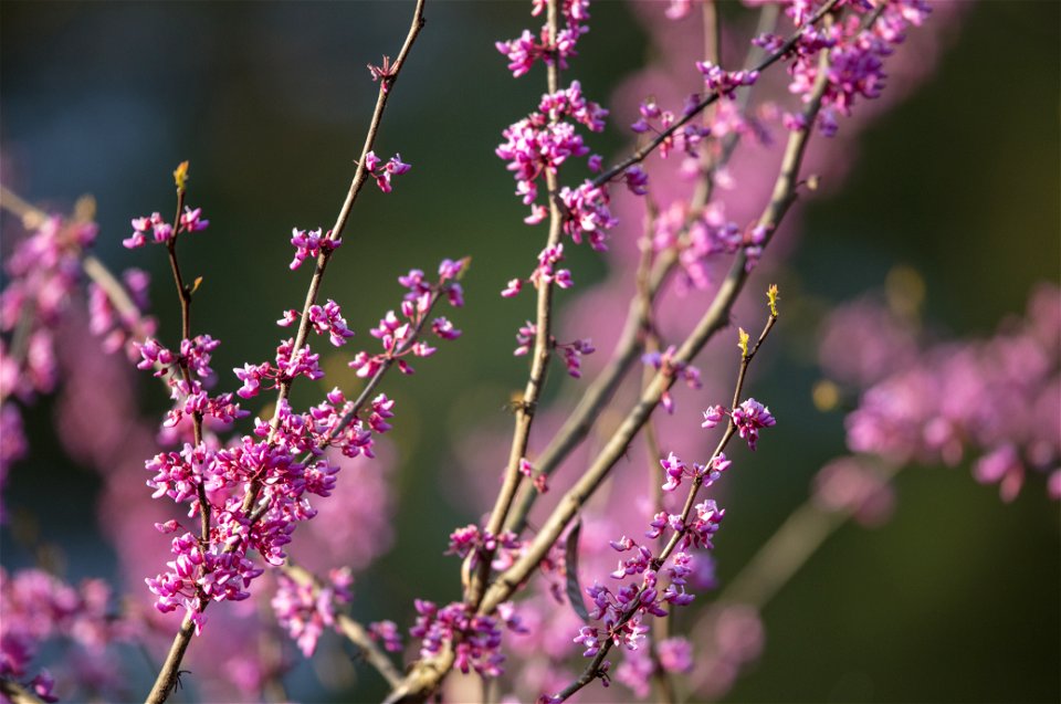 Redbud photo