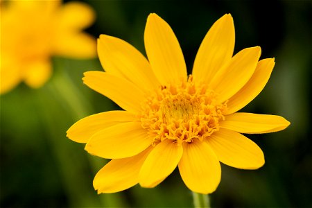 Arnica fulgens