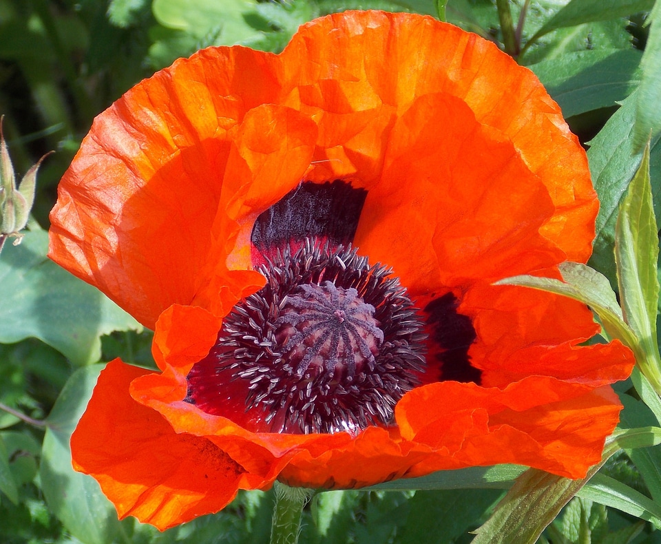 Red poppy flower plant