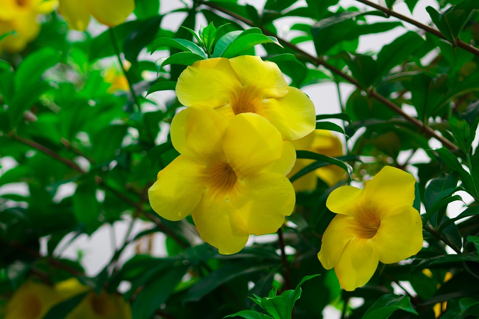 Nature flowers green