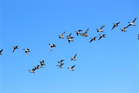 Northern Pintails in Flight Lake Andes Wetland Management District South Dakota photo