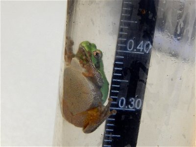 Tree Frog at Tamarac National Wildlife Refuge photo