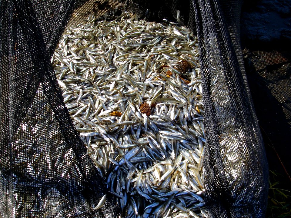 Fish in a Frame Net