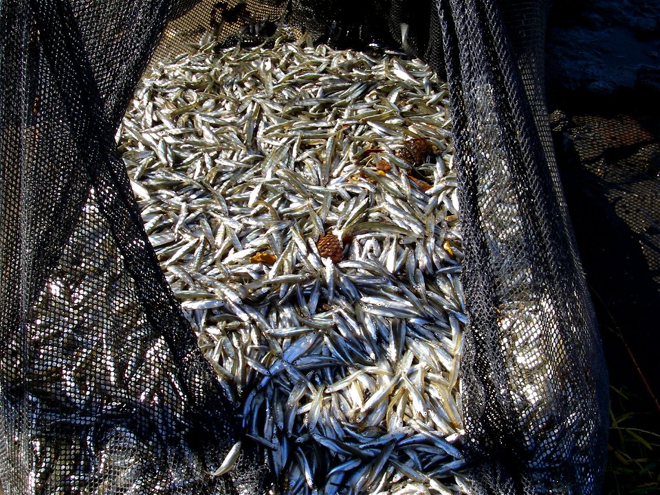 Fish in a Frame Net photo