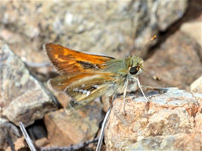 SKIPPER, COLUMBIAN (Hesperia columbia) (05-15-2022) howell botanical drive, west end of days gulch bot area, josephine co, or (1)
