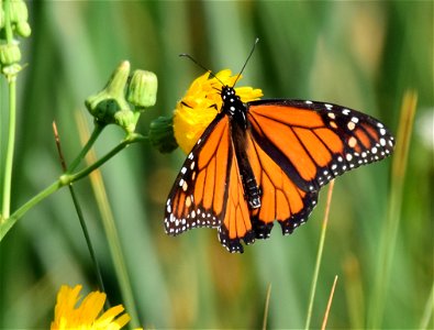 Monarch butterfly at Seedskadee National Wildlife Refuge