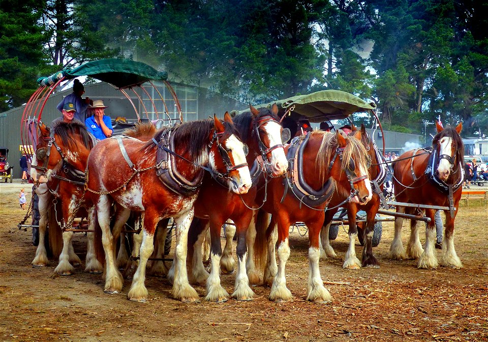 Horse power.