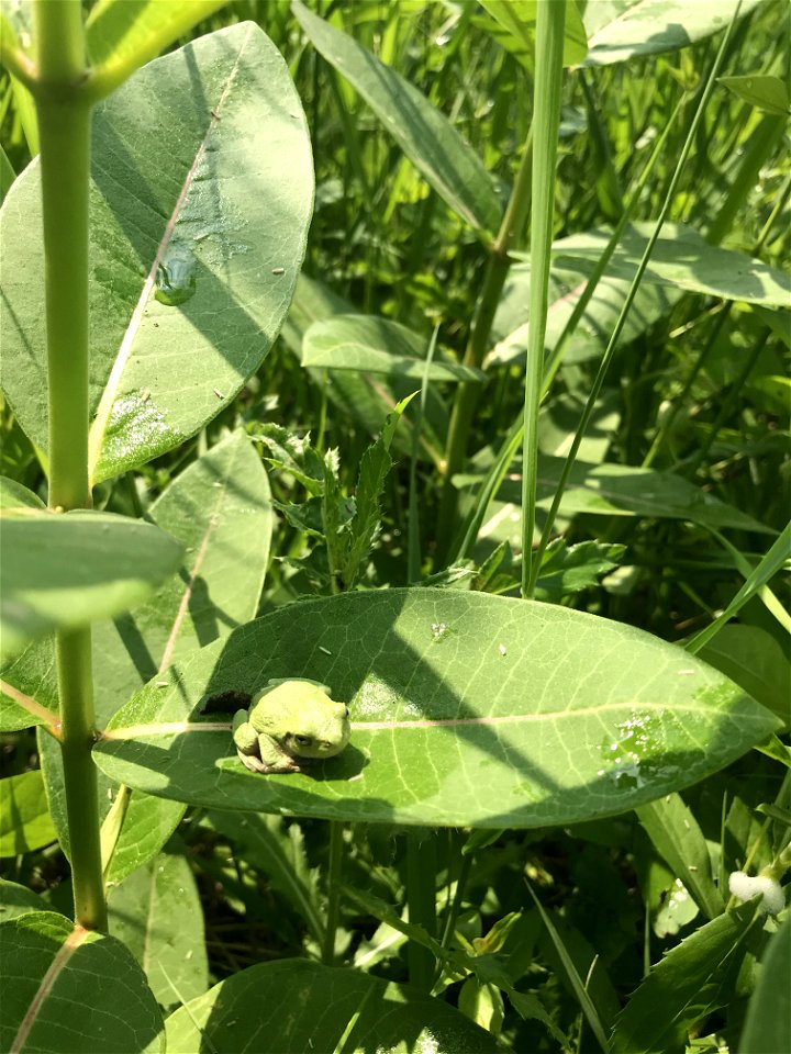 Gray Treefrog on Common Milkweed