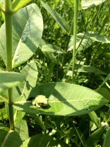 Gray Treefrog on Common Milkweed photo