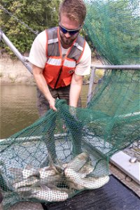 Invasive Carp Research on the James River in South Dakota. Photo: Sam Stukel (USFWS) photo