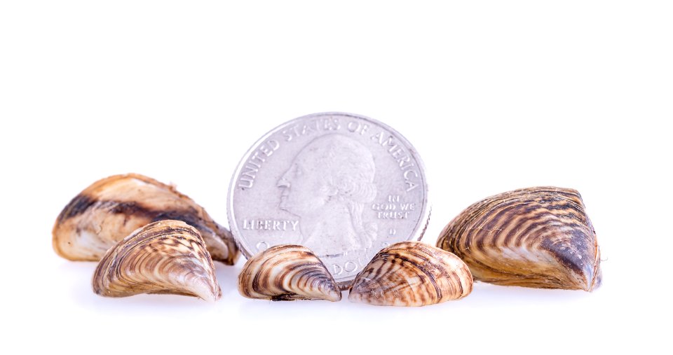 Zebra Mussels (Dreissena polymorpha) photo