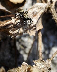 Heliophanus aeneus