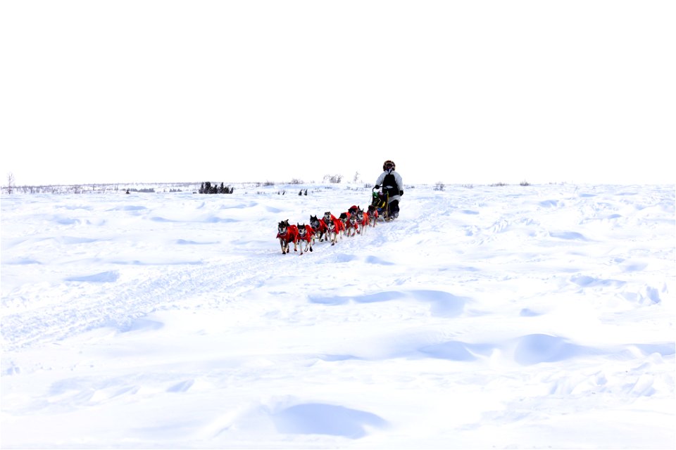 Kobuk 440 racer on the trail between the villages of Selawik and Ambler.
