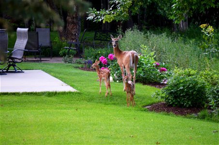 Two white-tailed deer fawns with mom in a backyard photo