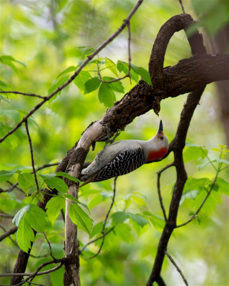 Red-bellied Woodpecker
