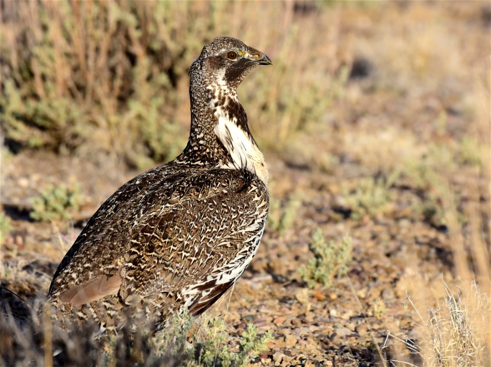 Greater sage-grouse at Seedskadee National Wildlife Refuge