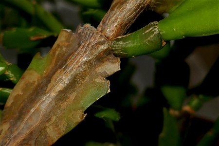 fabulous-foliage_2016_1005_064453