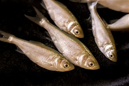 Silver Carp (Hypophthalmichthys molitrix), Juvenile (3) photo