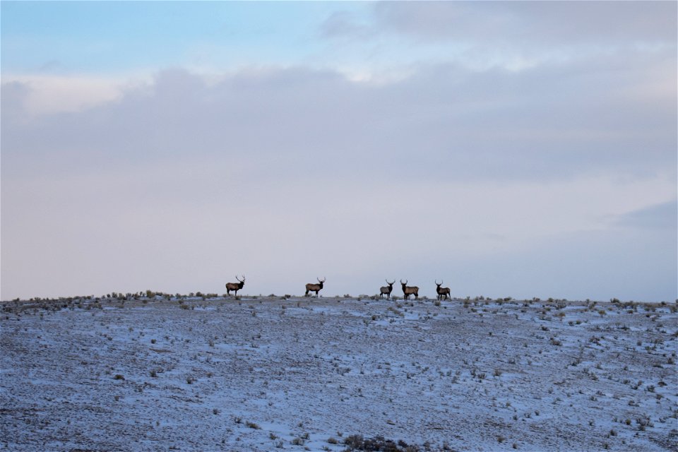 Elk on the National Elk Refuge