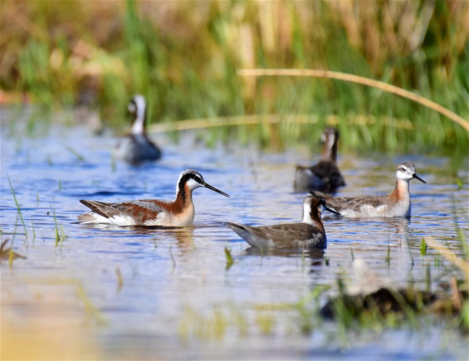 Wilson's phalarope at Seedskadee National Wildlife Refuge