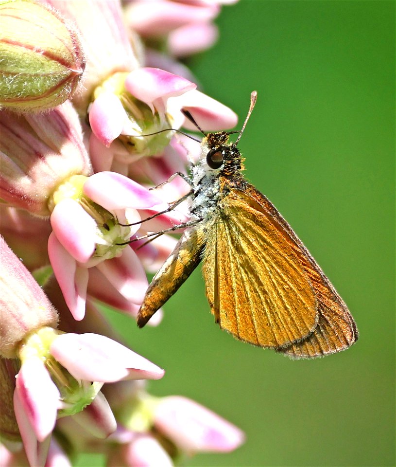 SKIPPER, LEAST (Ancycloxypha numitor) (06-03-2023) brumley nature preserve north, orange co, nc -01 photo