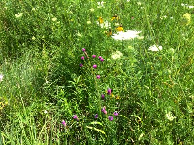 Prairie Flower Diversity Lake Andes Wetland Management District South Dakota