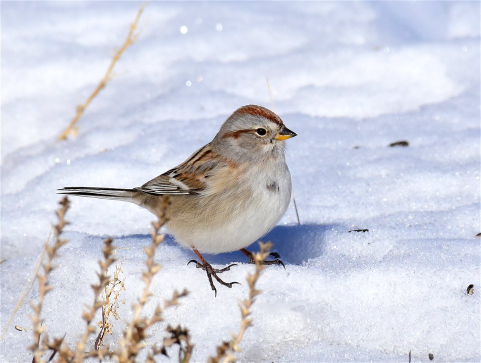 American treee sparrow at Seedskadee National Wildlife Refuge
