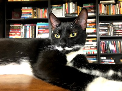 2022/365/113 Charlie in the Library photo