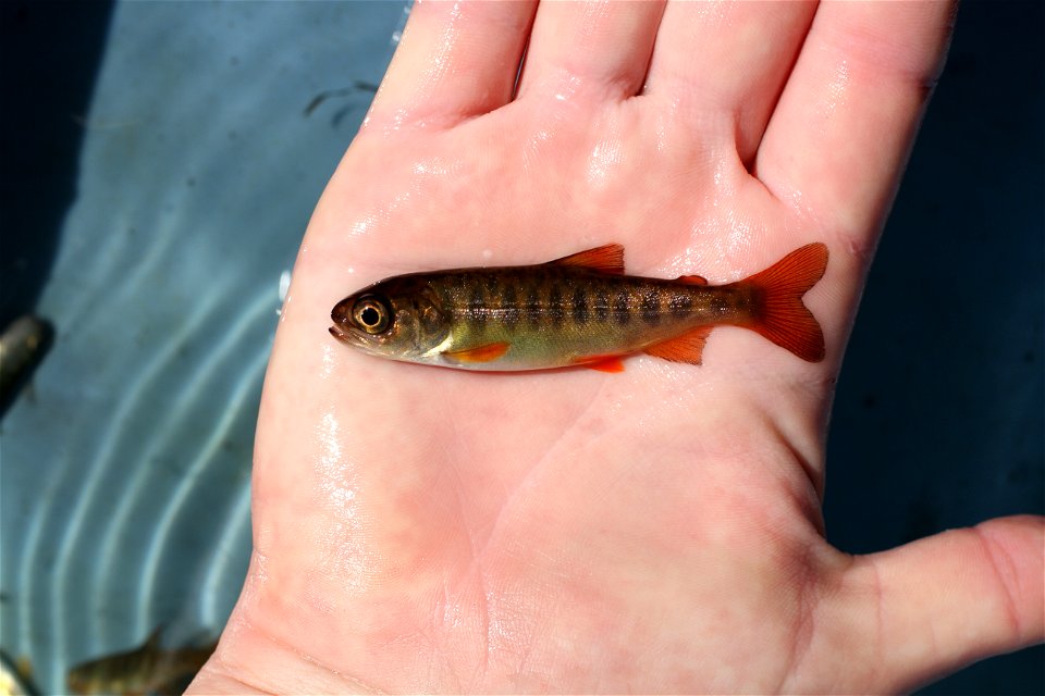 juvenile coho salmon, Fish Creek Alaska