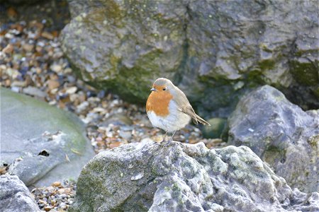 Beach Robin
