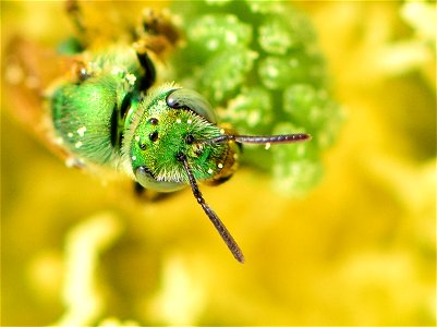 Metallic green sweatbee on prickly pear cactus at Pathfinder National Wildlife Refuge Wyoming