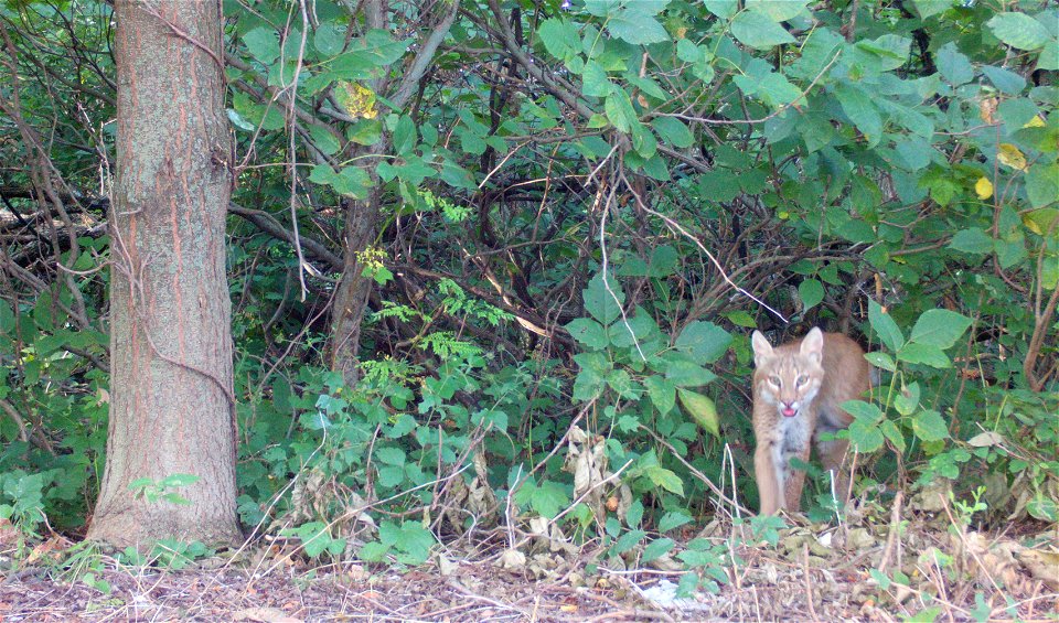 Bobcat at McConnell photo