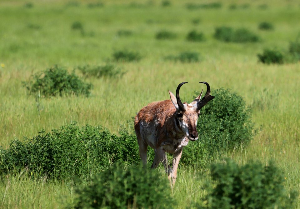 Pronghorn on the National Elk Refuge