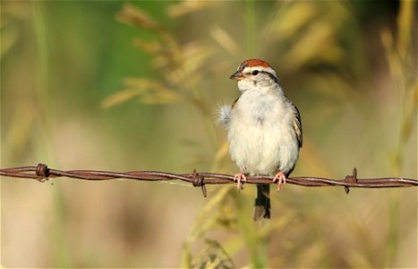 Chipping Sparrow Huron Wetland Management District