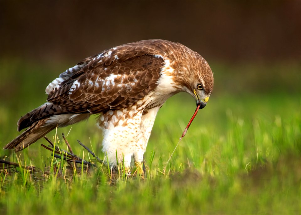 Red-tailed hawk photo