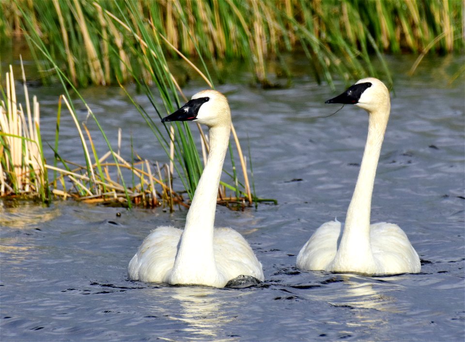 Trumpeter swans at Seedskadee National Wildlife Refuge