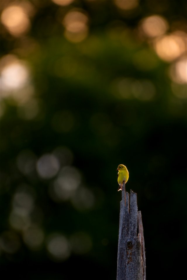 American goldfinch