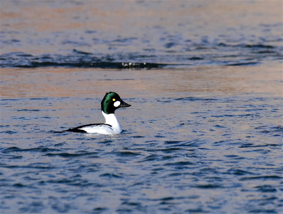 Common goldeneye at Seedskadee National Wildlife Refuge