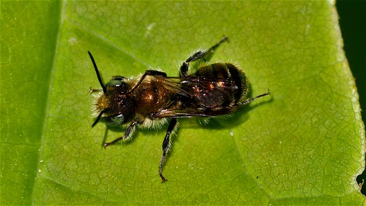 Ein Mauerbienen-Männchen (Osmia sp.) legt einen Wartungsstopp auf einem Hainbuchenblatt ein
