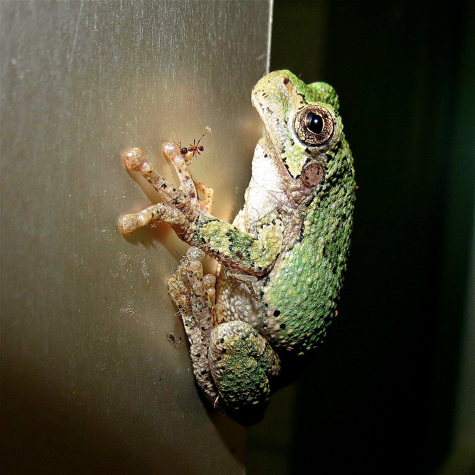Grey treefrog caught catching small insects attracted to the exterior light of the Neosho National Fish Hatchery visitor center