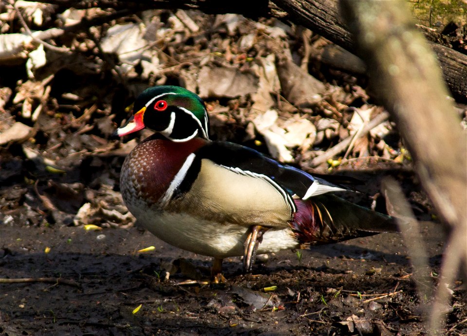 Wood Duck photo