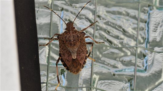Halyomorpha halys (Marmorierte Baumwanze), adult, rötliche Variante