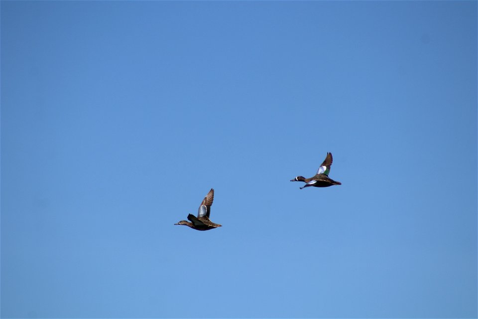 Blue-Winged Teal Lake Andes Wetland Management District South Dakota